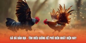 Gà Đá Bản Địa - Tìm Hiểu Giống Kê Phổ Biến Nhất Hiện Nay